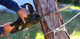 Best Firewood Processing and Delivery  in Hopatcong, NJ