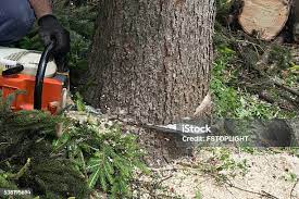 Best Root Management and Removal  in Hopatcong, NJ
