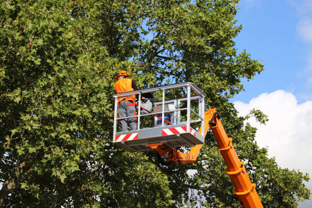 Best Tree Maintenance Programs  in Hopatcong, NJ