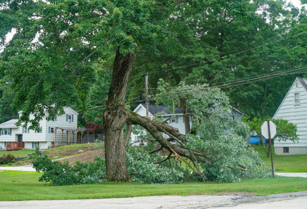 Best Tree Mulching  in Hopatcong, NJ