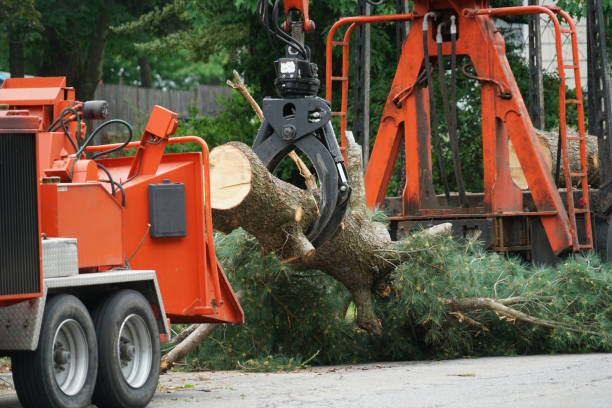 Best Fruit Tree Pruning  in Hopatcong, NJ