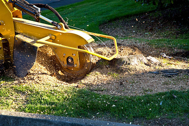 Best Tree Trimming and Pruning  in Hopatcong, NJ