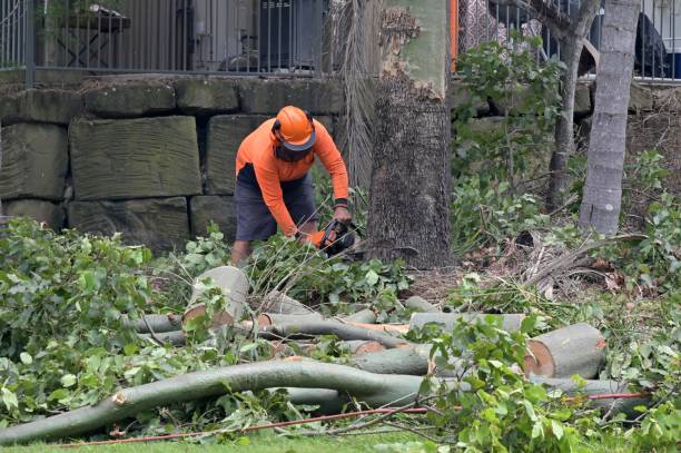 Best Emergency Tree Removal  in Hopatcong, NJ