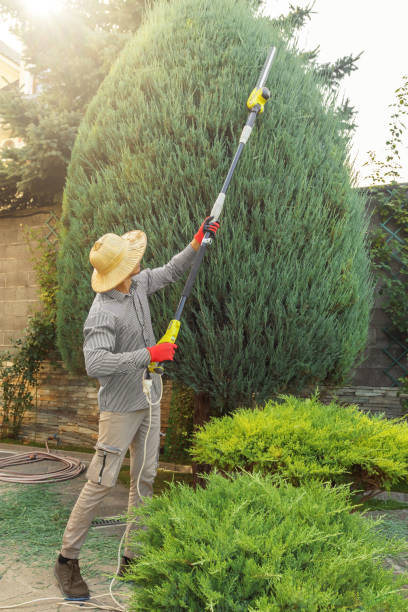 Reliable Hopatcong, NJ Tree Services Solutions