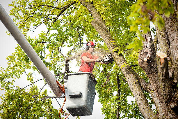 Best Tree Health Inspection  in Hopatcong, NJ